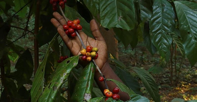 Ginga lança cápsulas com café angolano