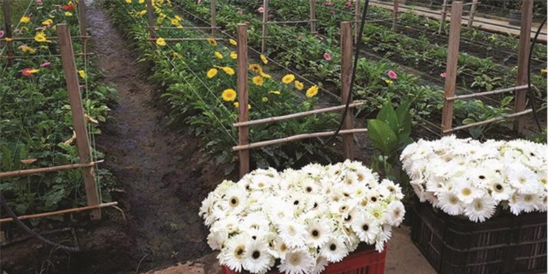 Maioria das flores vendidas em Angola vem de outros países